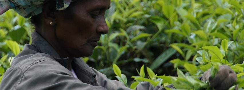 sri-lanka-tea plantation