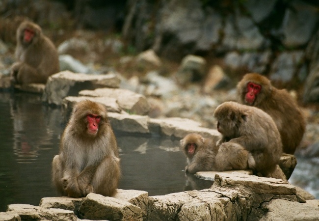 Monkey Park Japan