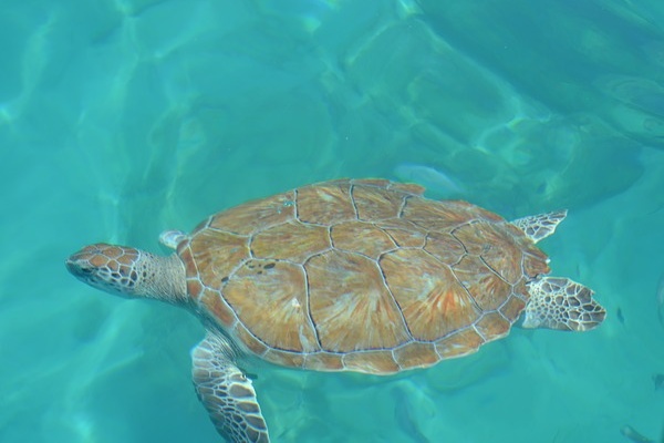 Sea Turtle Barbados