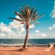 Cyprus Palm Tree