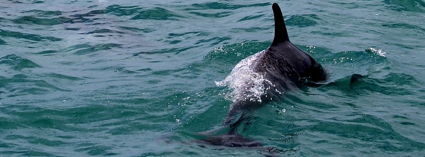 Dolphins in Sea