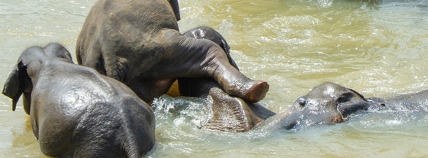 sri lanka elephants