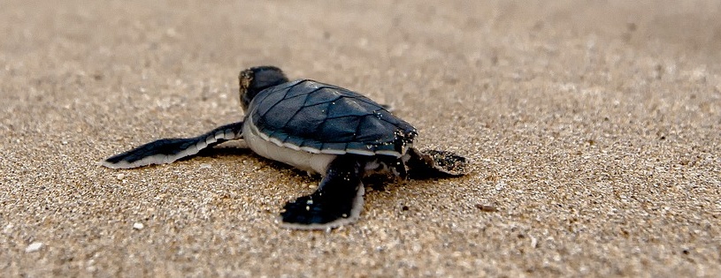 turtle on beach