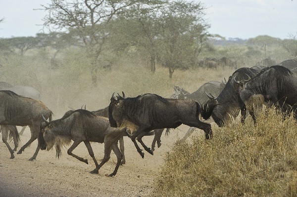 wildebeests