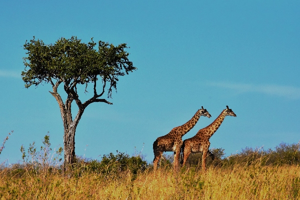 wildlife-Tanzania